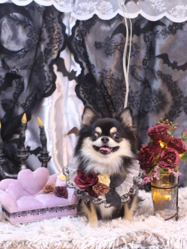 20231005ボスくん